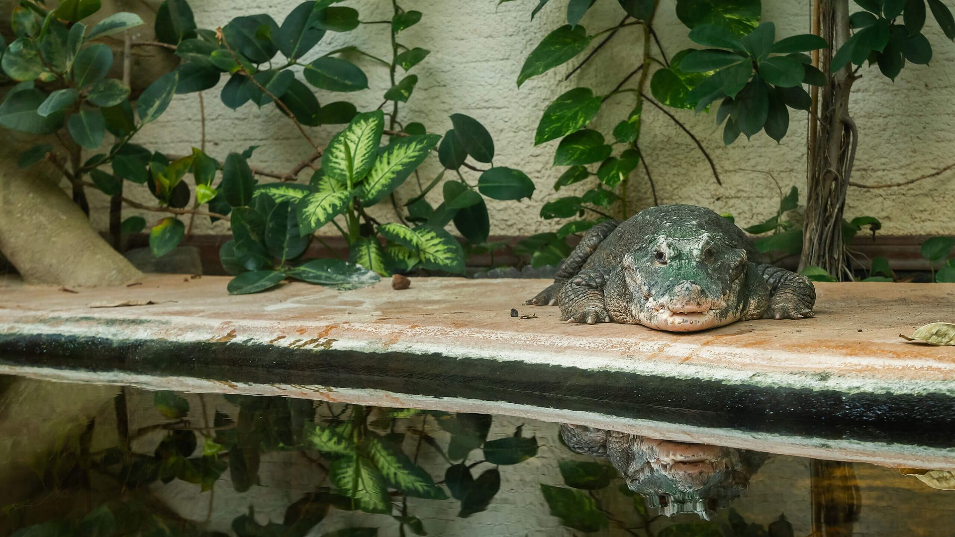 Krokodil liegt am Rand eines Wasserbeckens im Zoo Vivarium Darmstadt, umgeben von tropischen Pflanzen.
