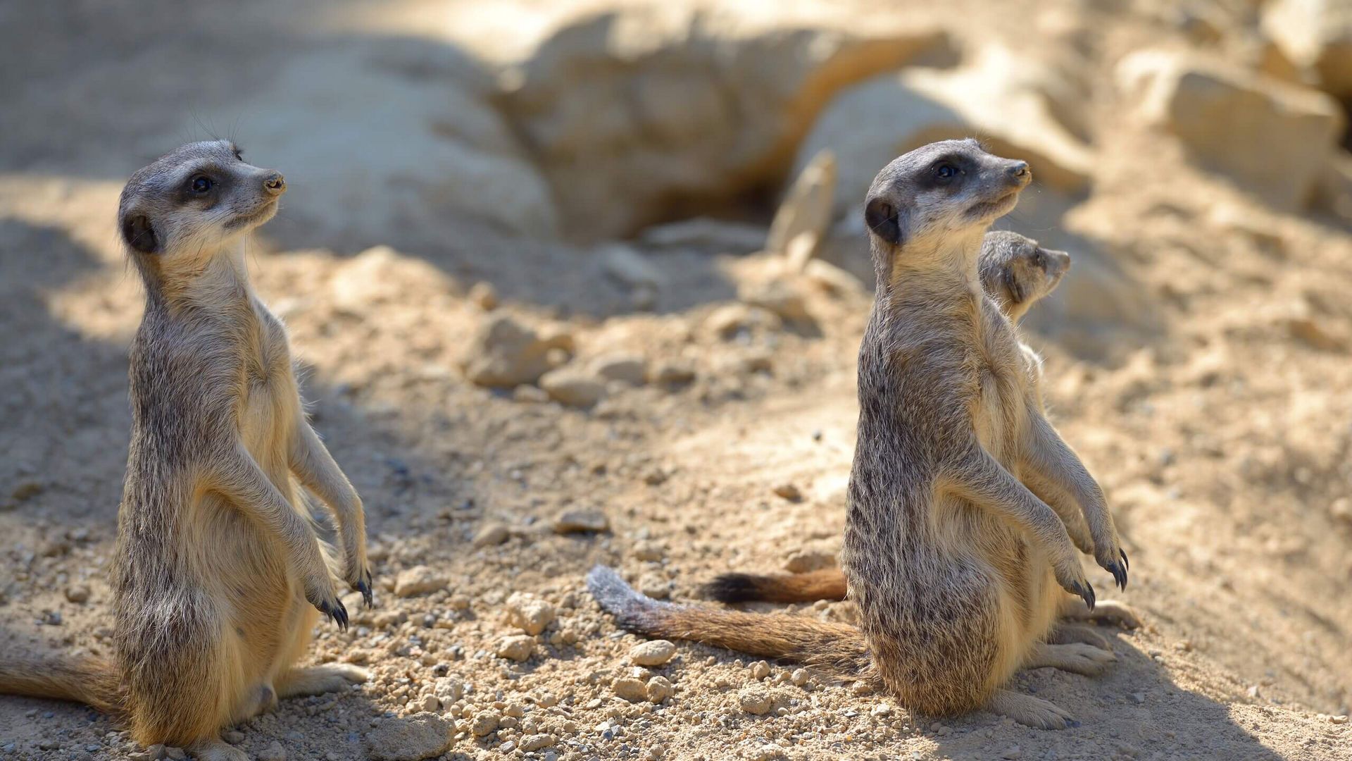 Erdmännchen stehen auf einem Hügel im Zoo Frankfurt. 