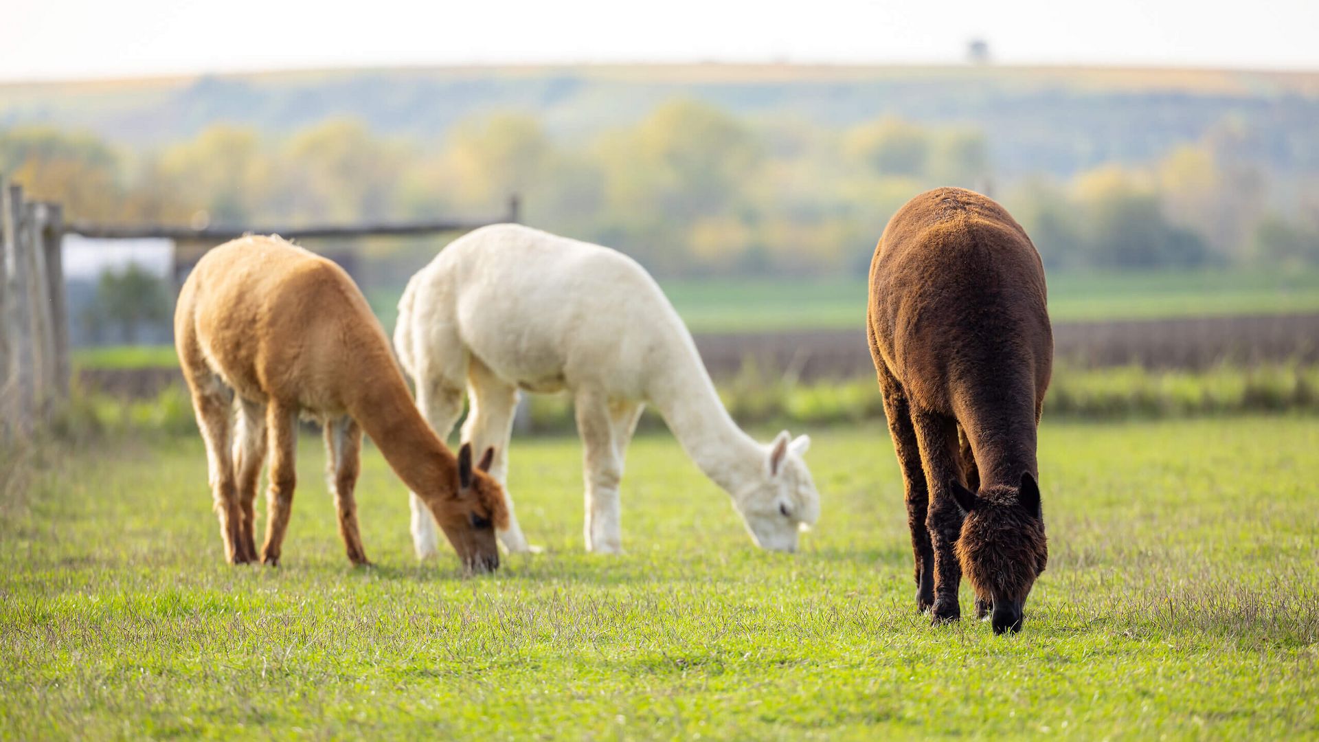 Mehrere Alpakas grasen gemeinsam auf einer Weide in Trebur-Hessenaue.