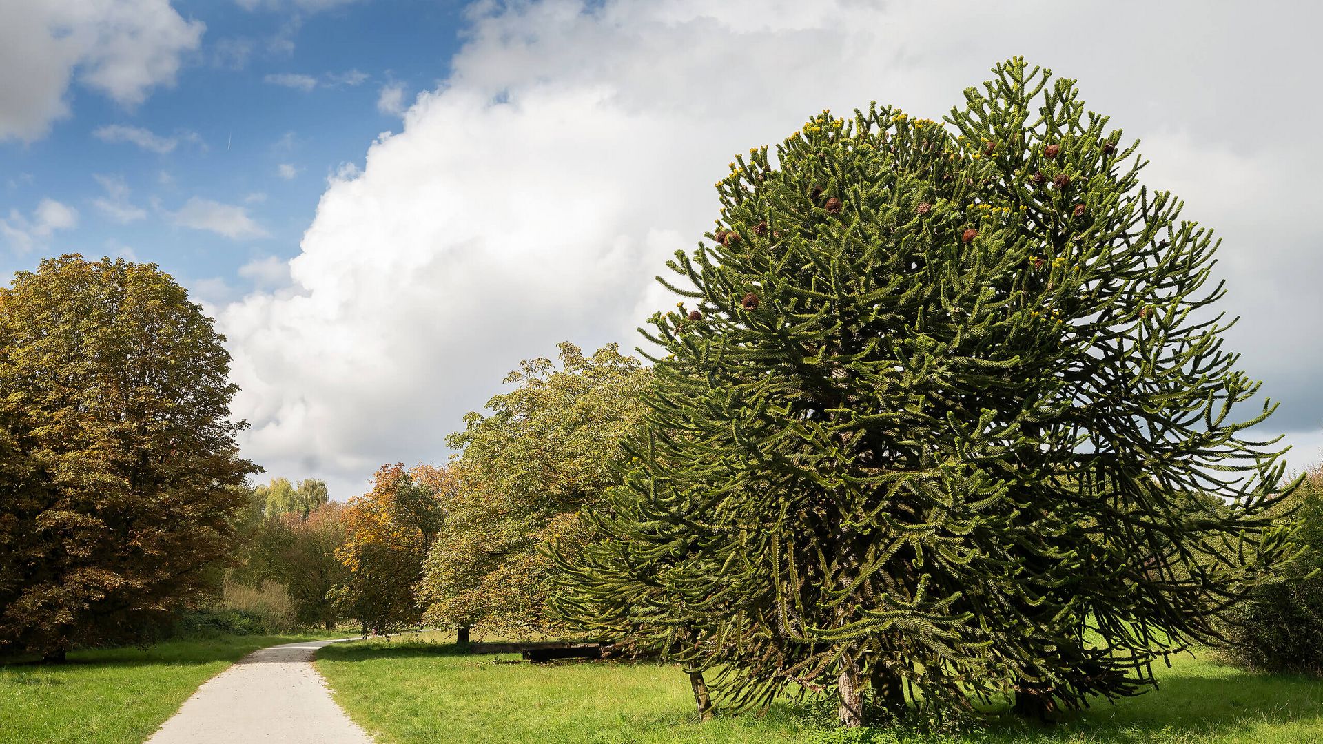 Weg durch Wiesen mit ungewöhnlichen Bäumen