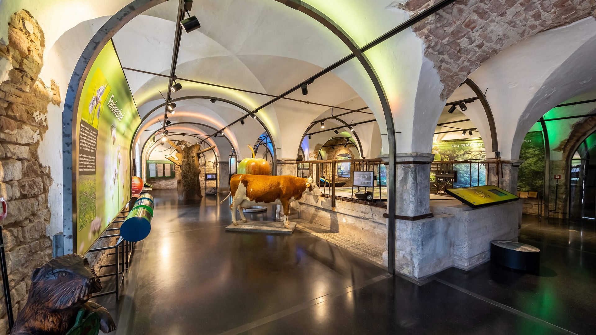 Ausstellung zur Natur des Kühkopfs im Gewölbekeller des Hofguts